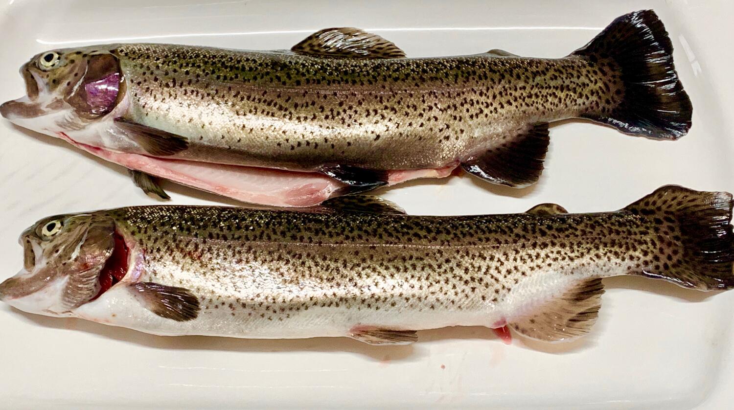 Fisch Regenbogenforelle Pro 100g Online City Eisleben