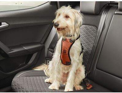 Seat Original Zubehor Sicherheitsgeschirr Fur Hunde Letzshop