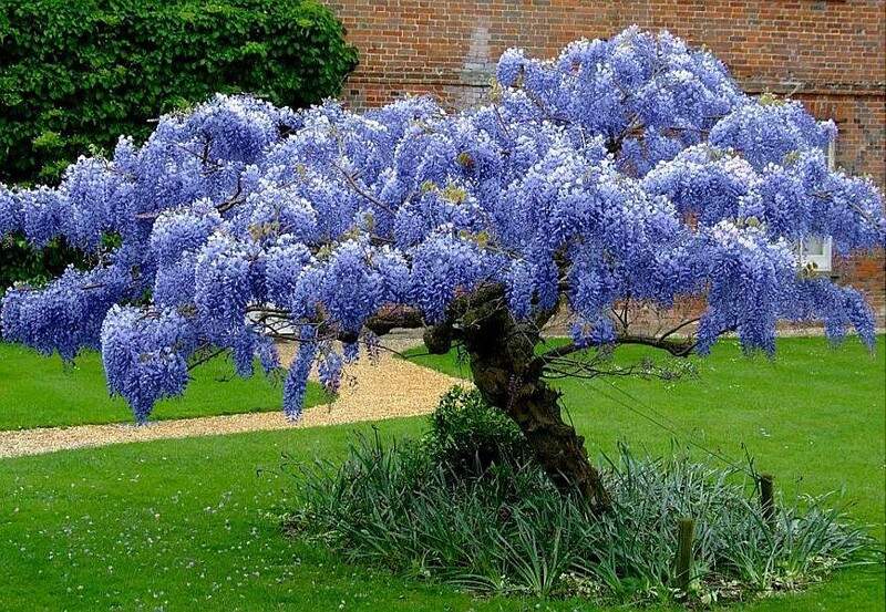 Plantes