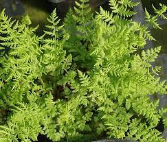Plantes
